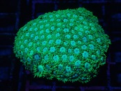 ハナガササンゴ　オーストラリア産