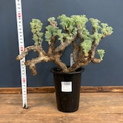 サルコカウロン ムルチフィズム 現地株【605】