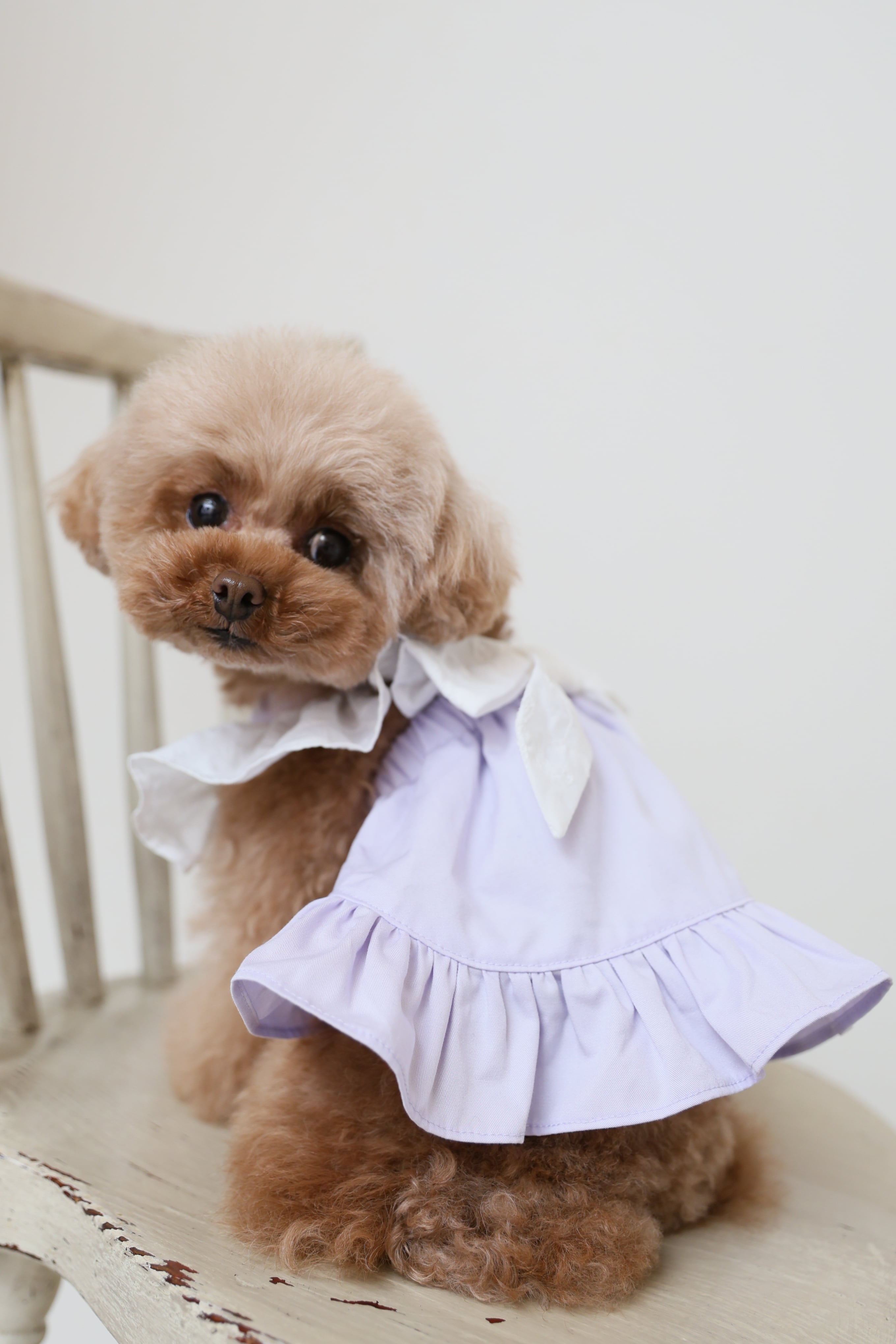 Classical Dress/ラベンダー