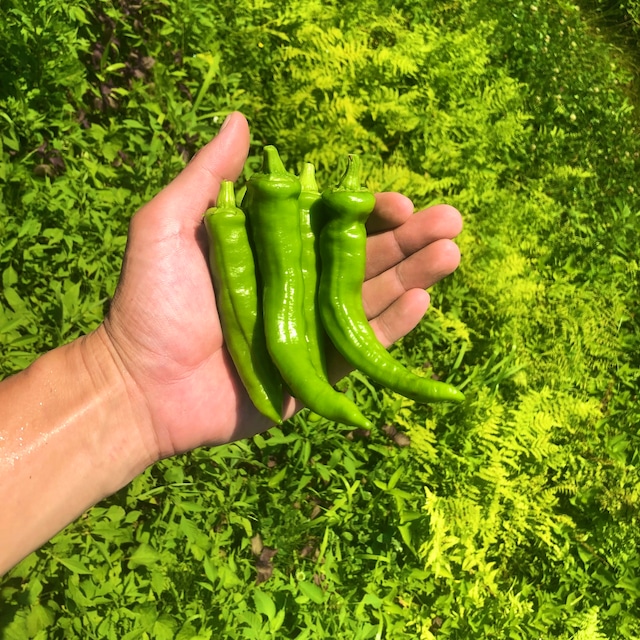 季節の野菜セット(S)