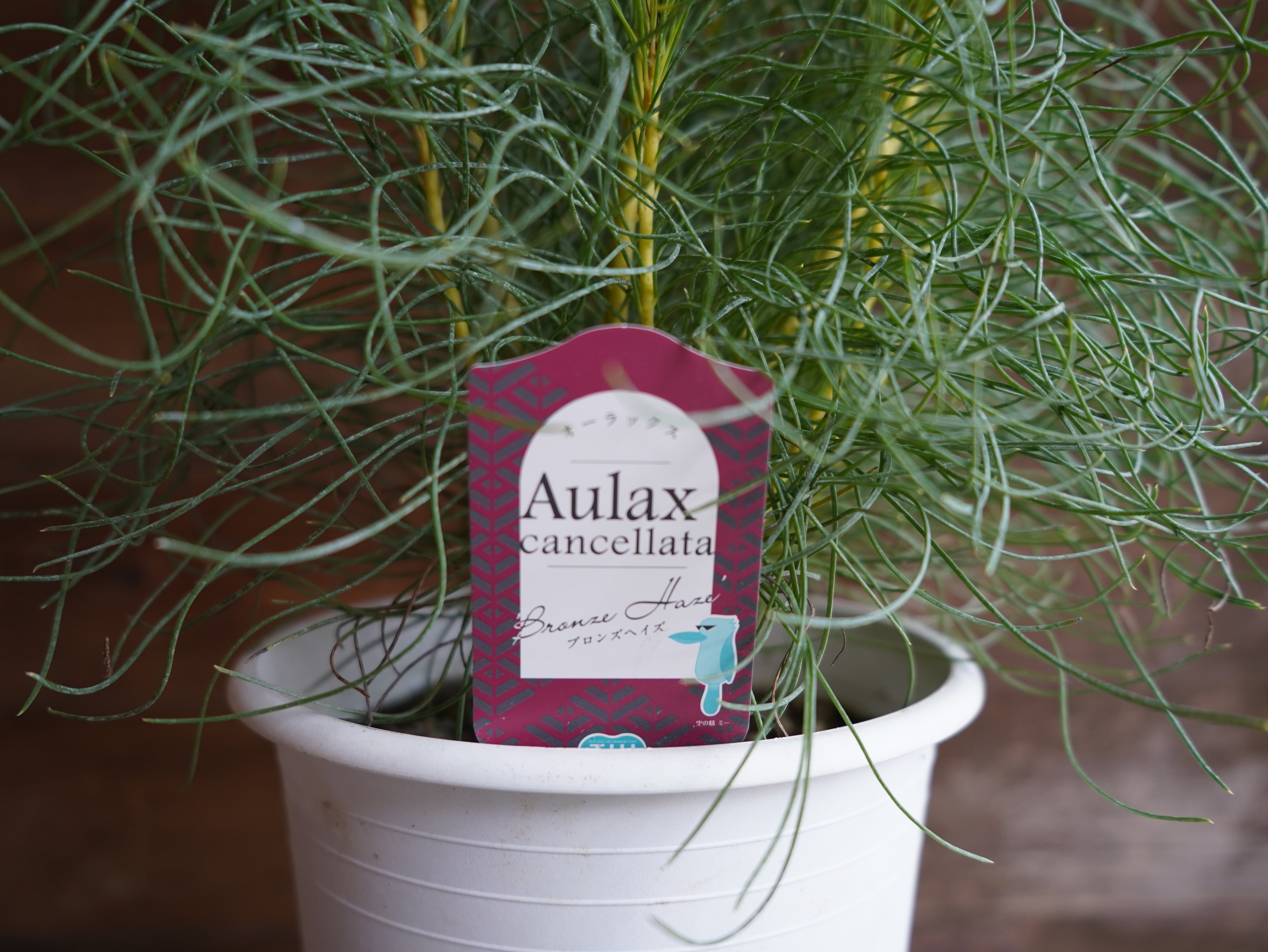 【現物】オーラックス カンセラータ ”ブロンズヘイズ” B