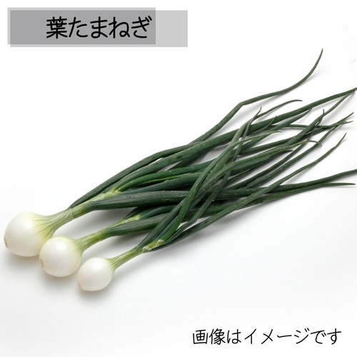 葉たまねぎ 5月の朝採り直売野菜　春の新鮮野菜 5月2日発送予定