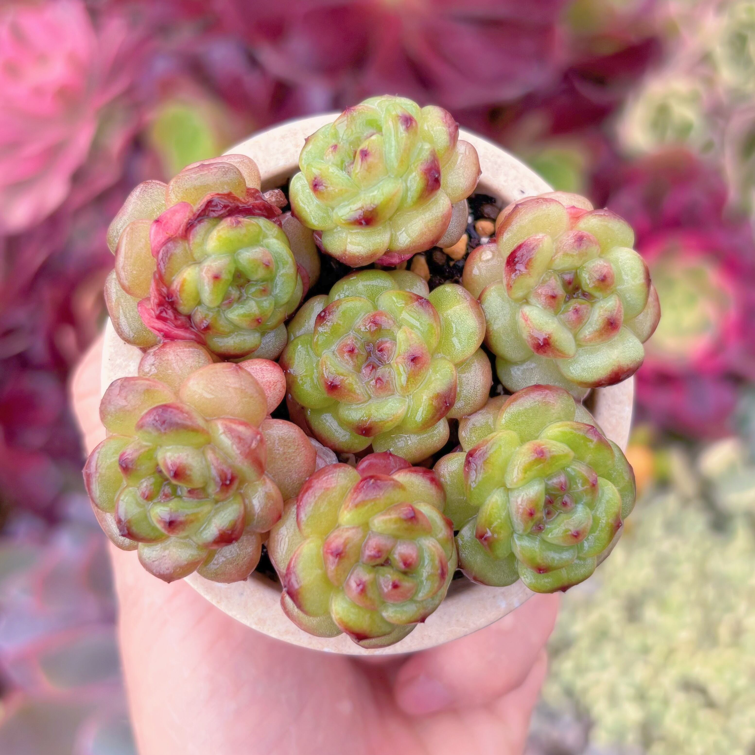 現品　ザクロゼリー#F035　るる農園