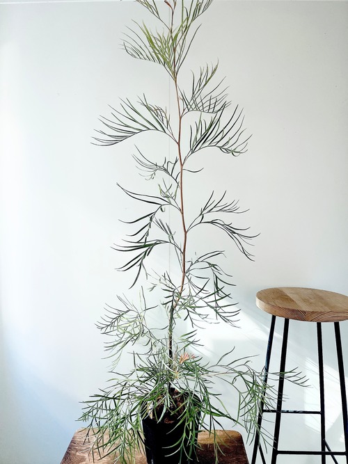 耐寒強 グレビレア ピンクサプライズ オージープランツ 観葉植物 calm cafe