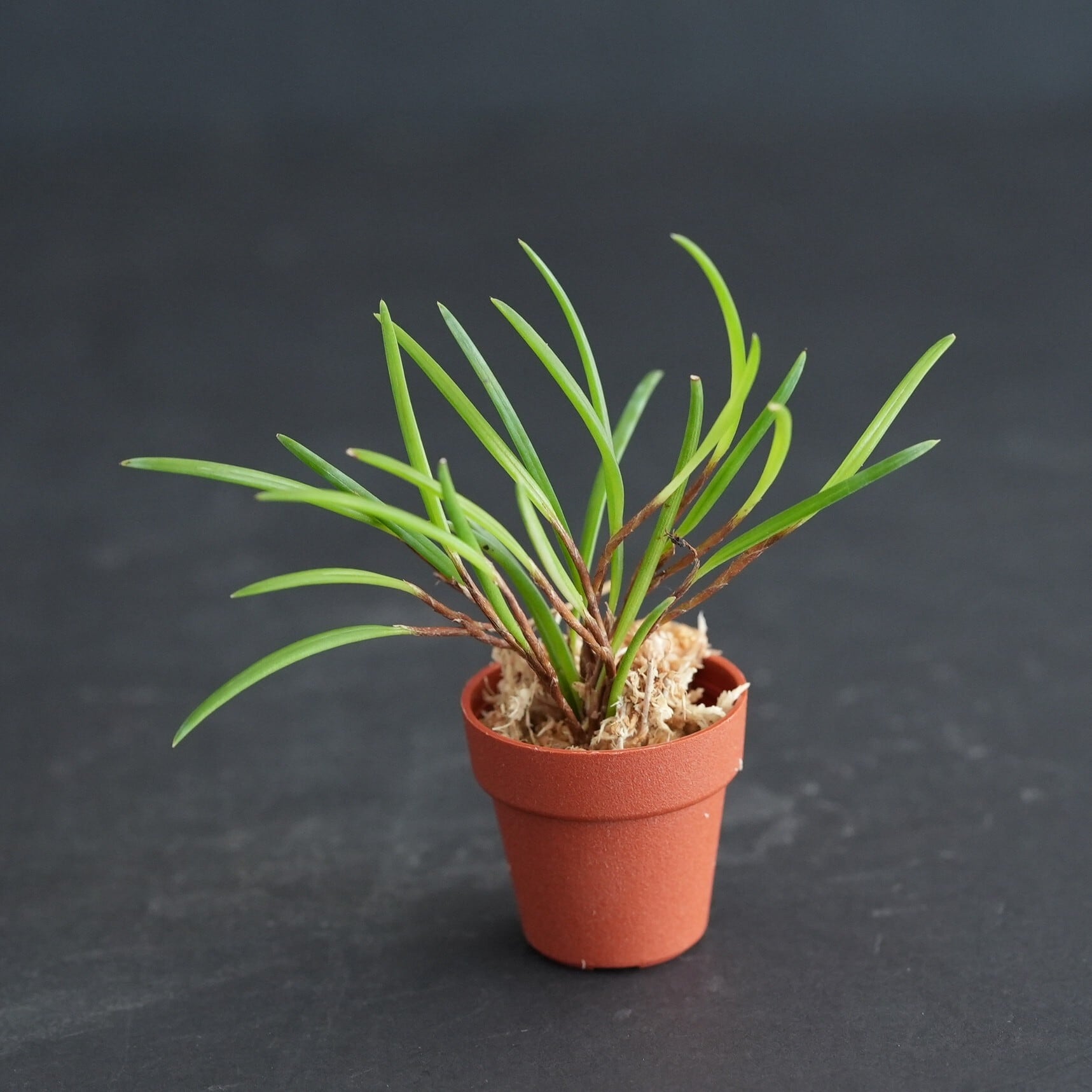 セラトスティリス“フィリピネンシス” Ceratostylis phillipinensis【着