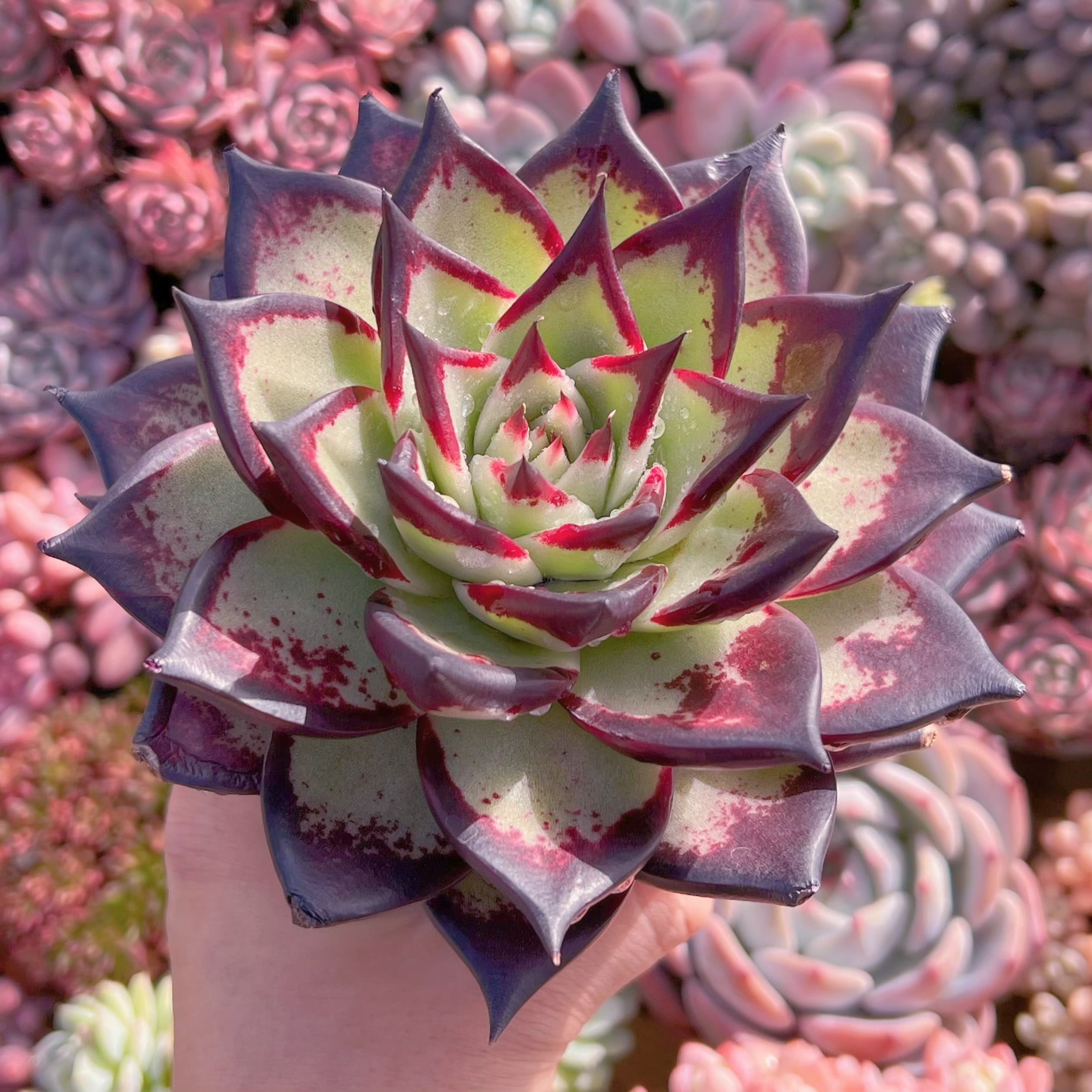 多肉植物 黒魔王 大苗 新入荷 るる農園 | るる農園~多肉植物専門