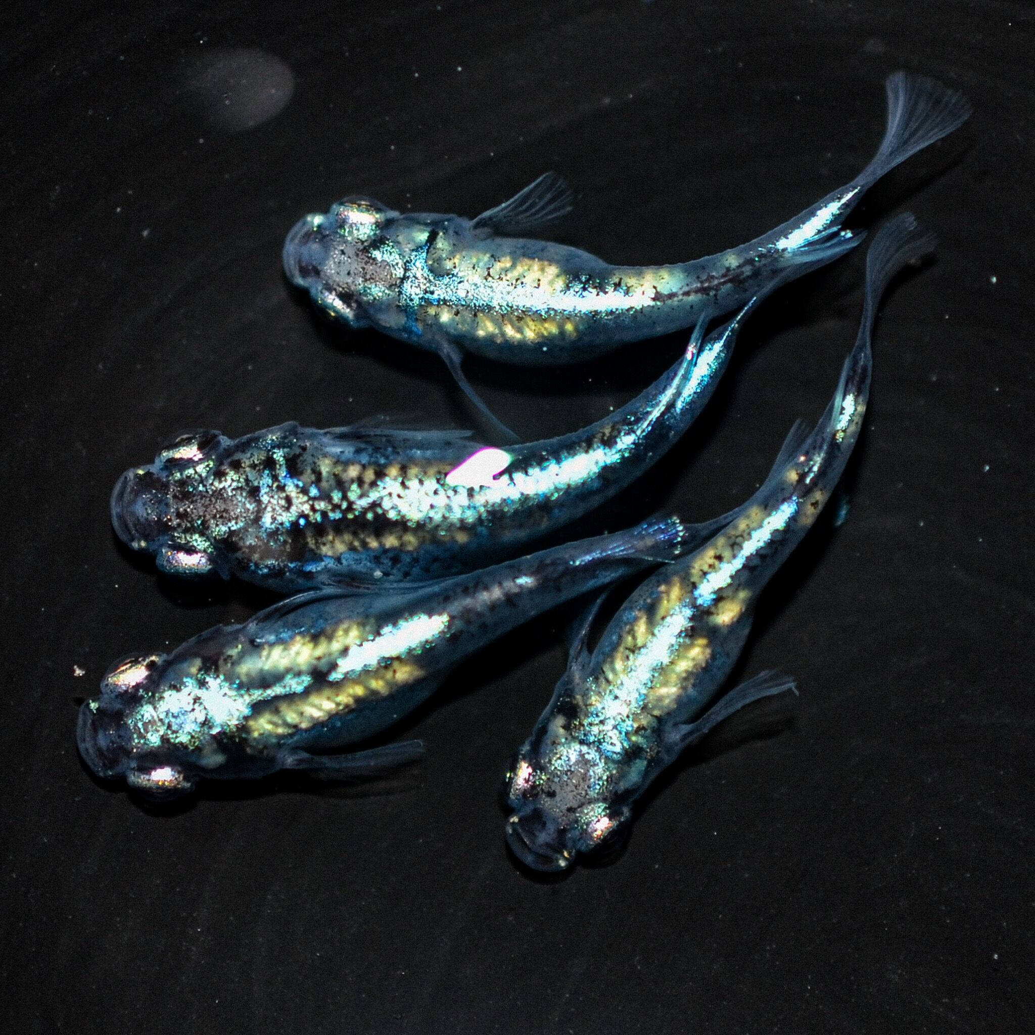 2ペア めだか トリオ ラメ王 メダカ | vtメダカ※現物出品 2026年最新 