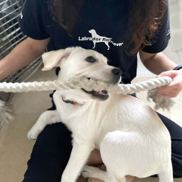 犬ロゴTシャツ | Labrador Retriever