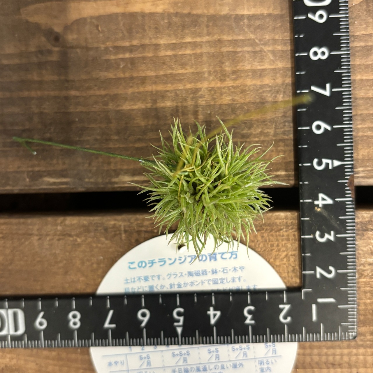 チランジア　アエラントス　テディベア【361】