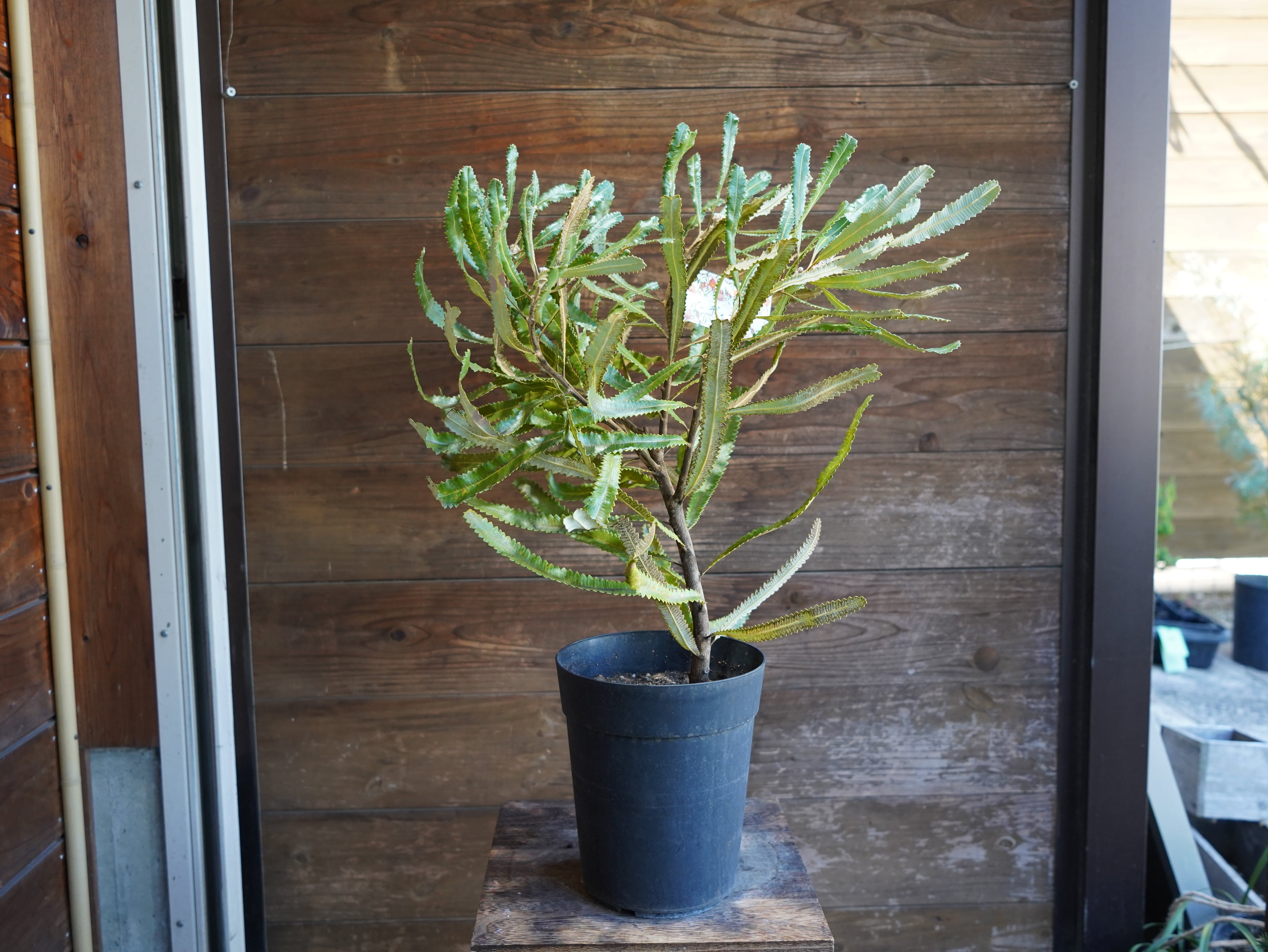 【現物】バンクシア　”バーデッティ”　C