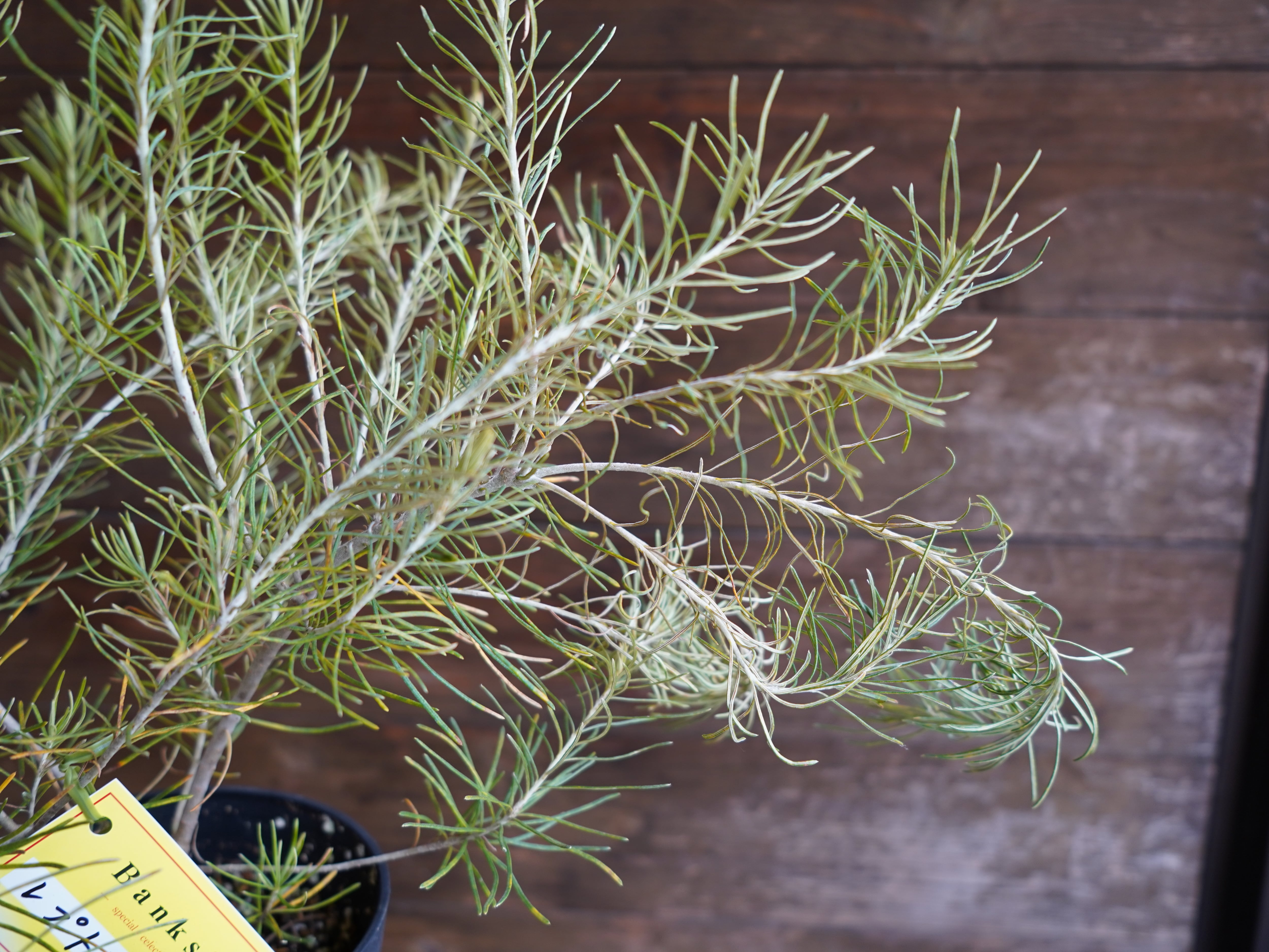 【現物】バンクシア　”レプトフィラ”　B