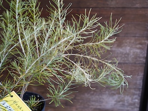 【現物】バンクシア ”レプトフィラ” B