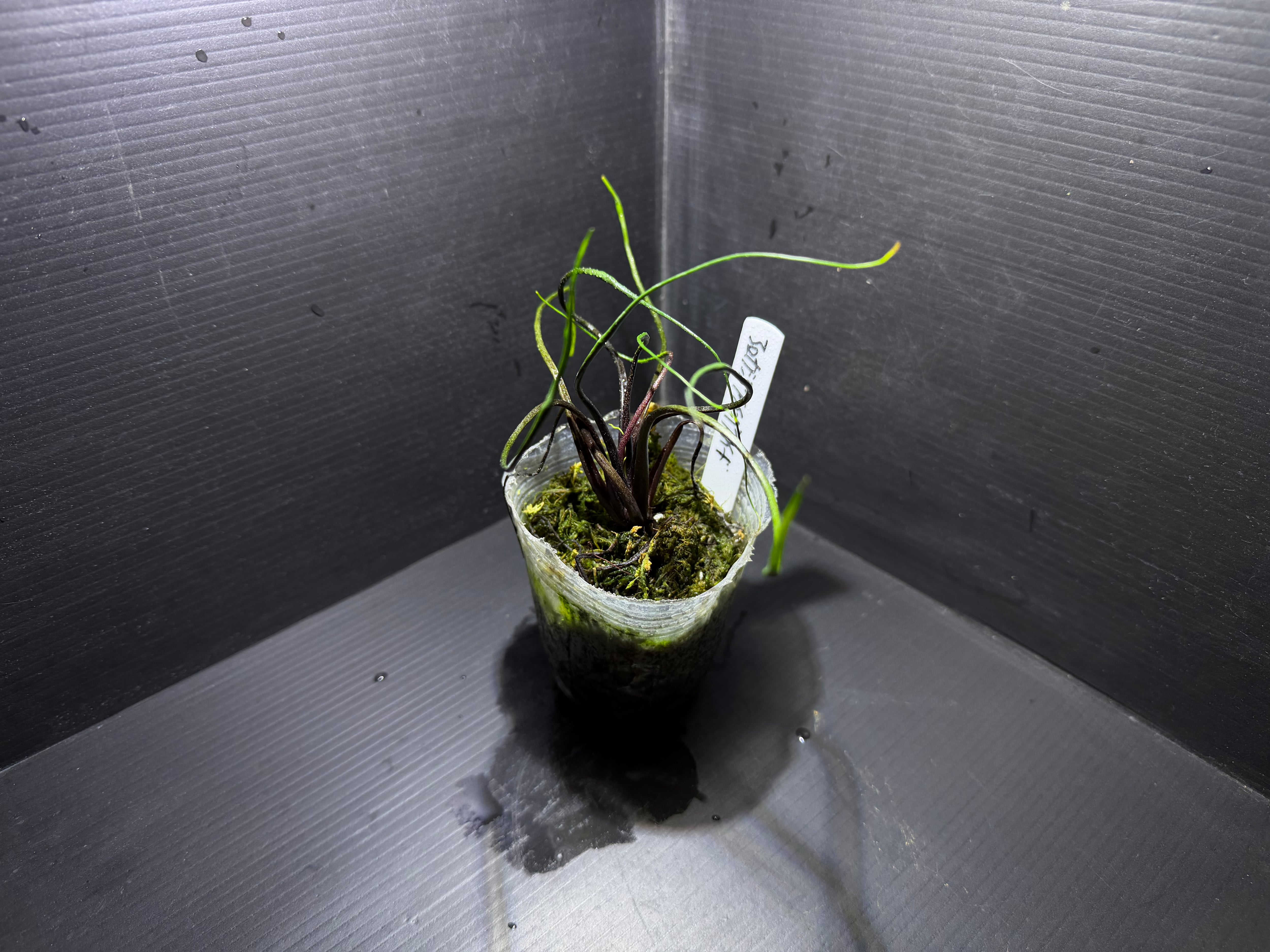 Biokimia(バイオキミア) ミズゴケ 5A ニュージーランド産 150g | AquaFocus