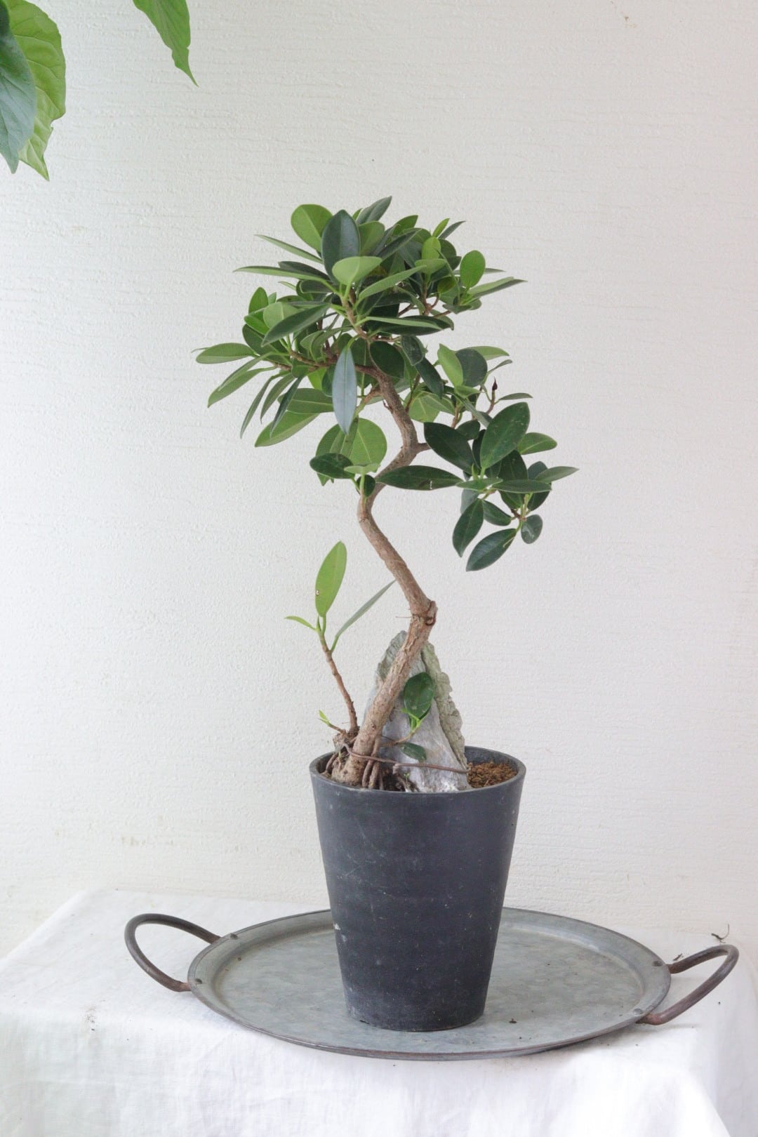 盆栽風♡野生的グリーン♡観葉植物♡ガジュマル | Total Plants Egret