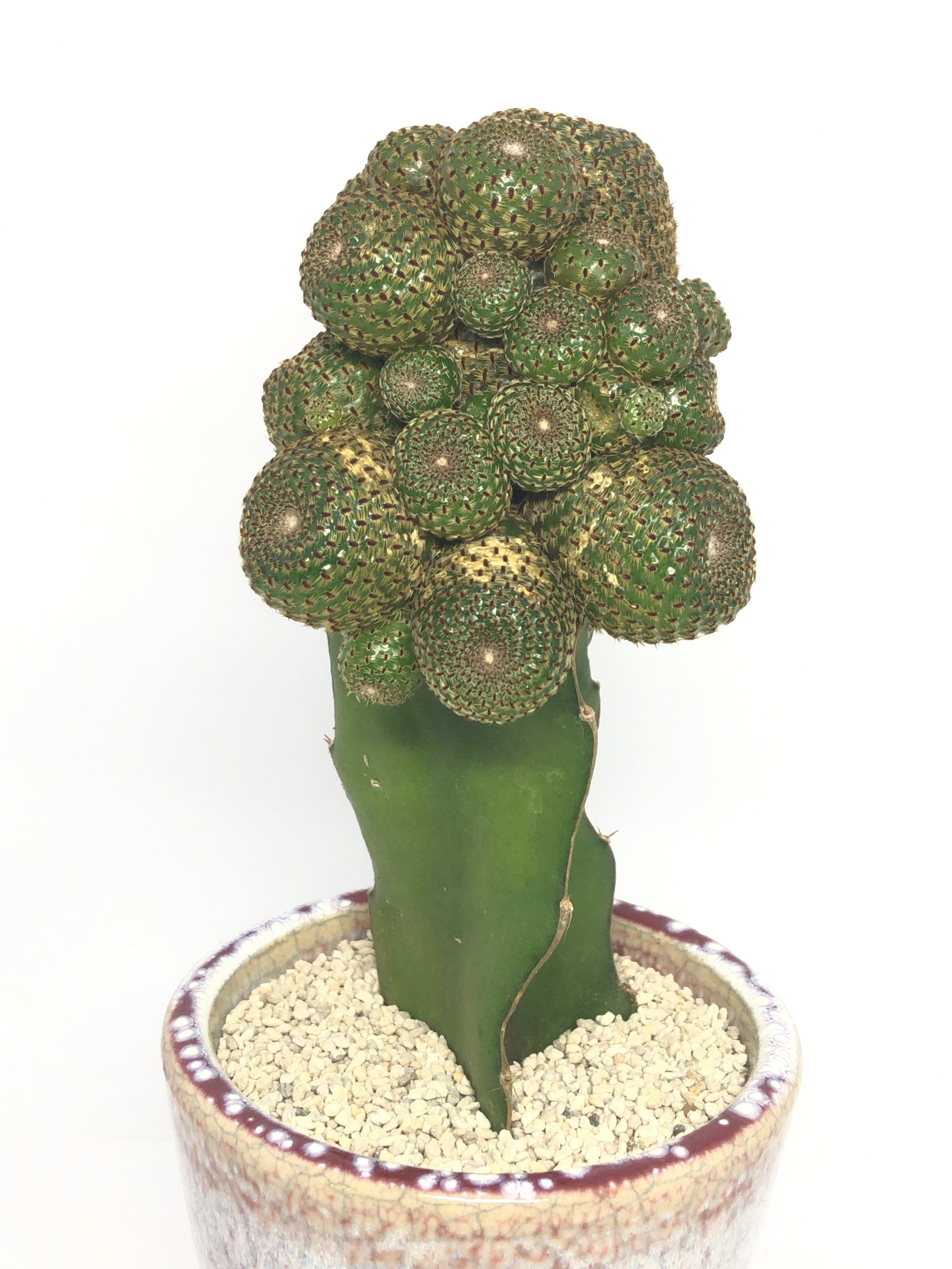 b912d50d76c12a16c7489c37db817e