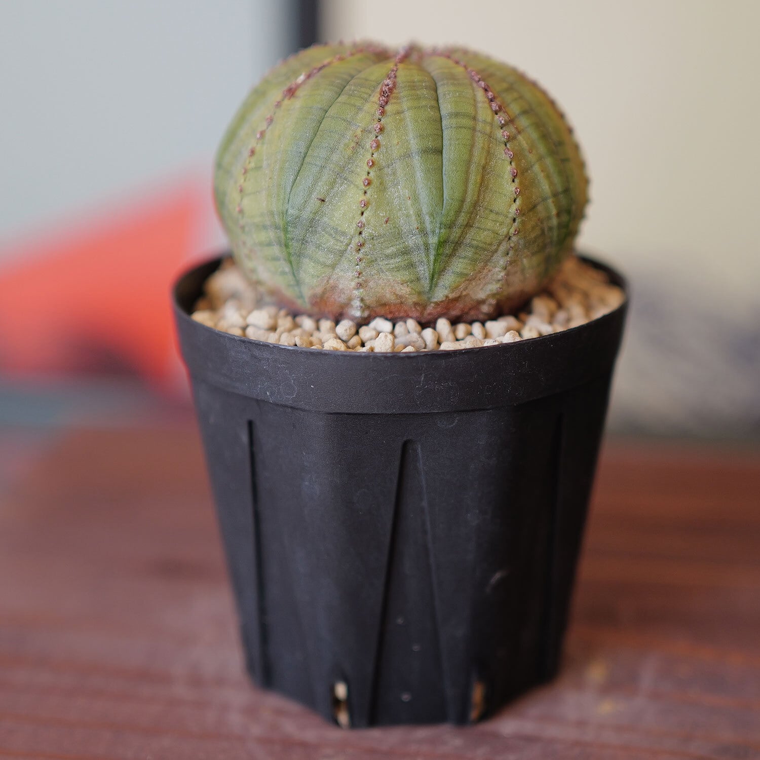 メス株 扁平 オベサ / ユーフォルビア | LIGHTHOUSE.PLANTS - 海外実生