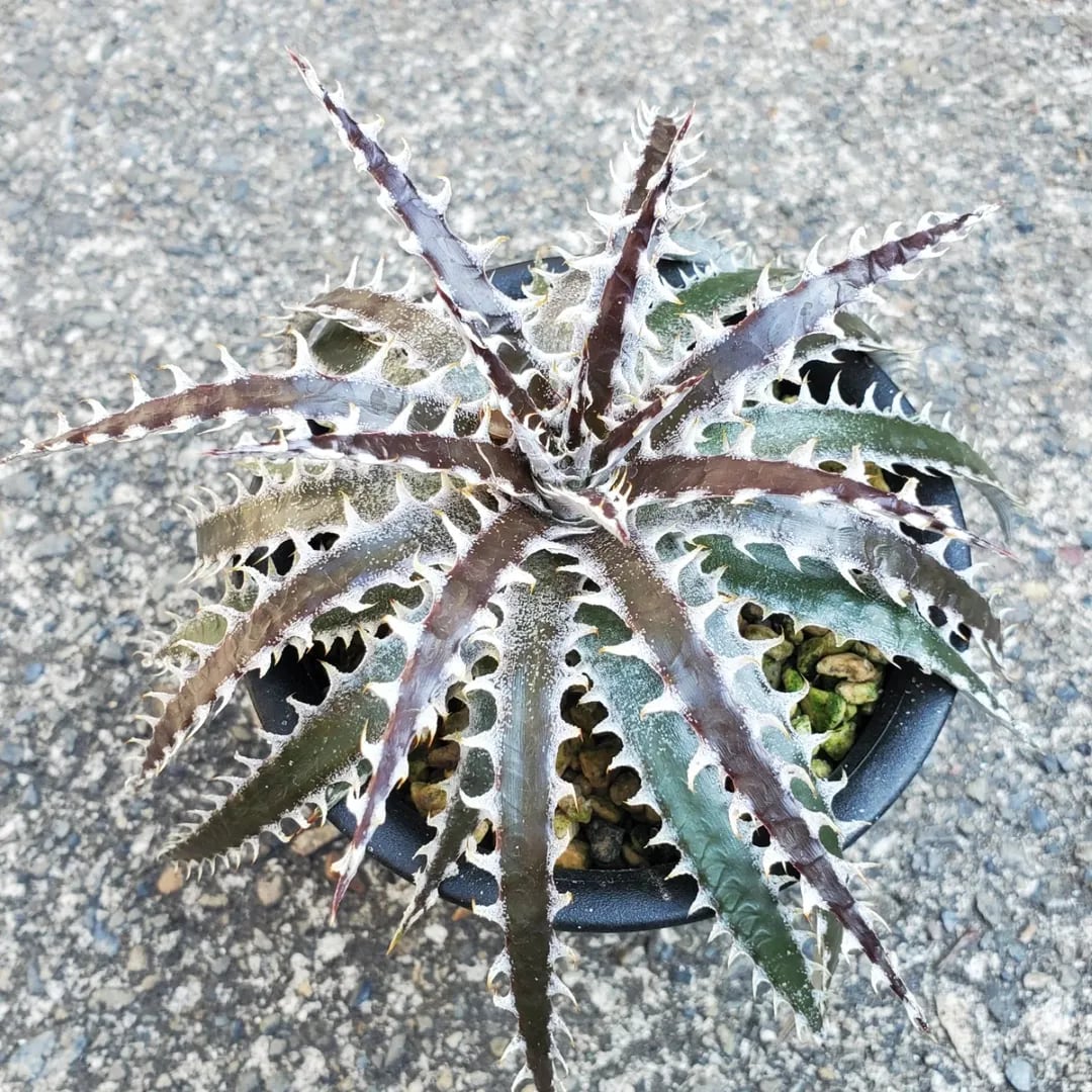 Dyckia（ディッキア） | レアプランツ通販サイトPlants Maniax