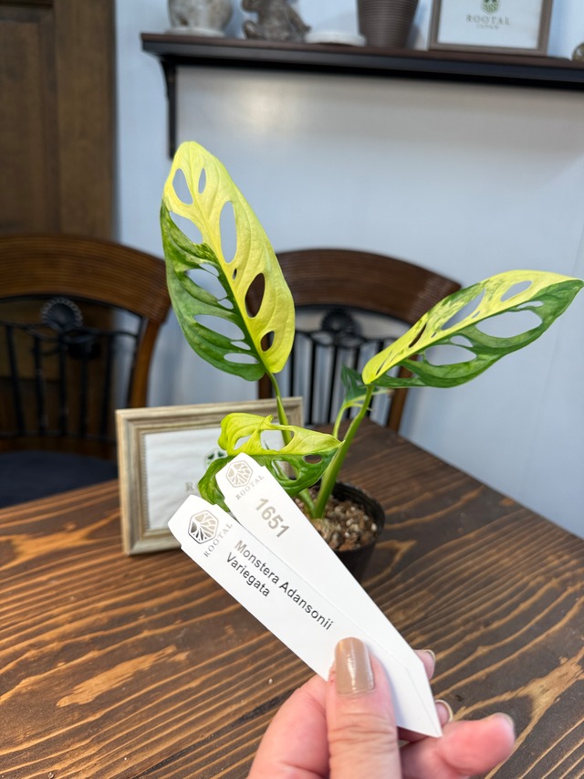 ★1651【魅了する美しさ】モンステラ　アダンソニーオーレアバリエガータ（黄斑）（3号ポット）※葉痛みあり