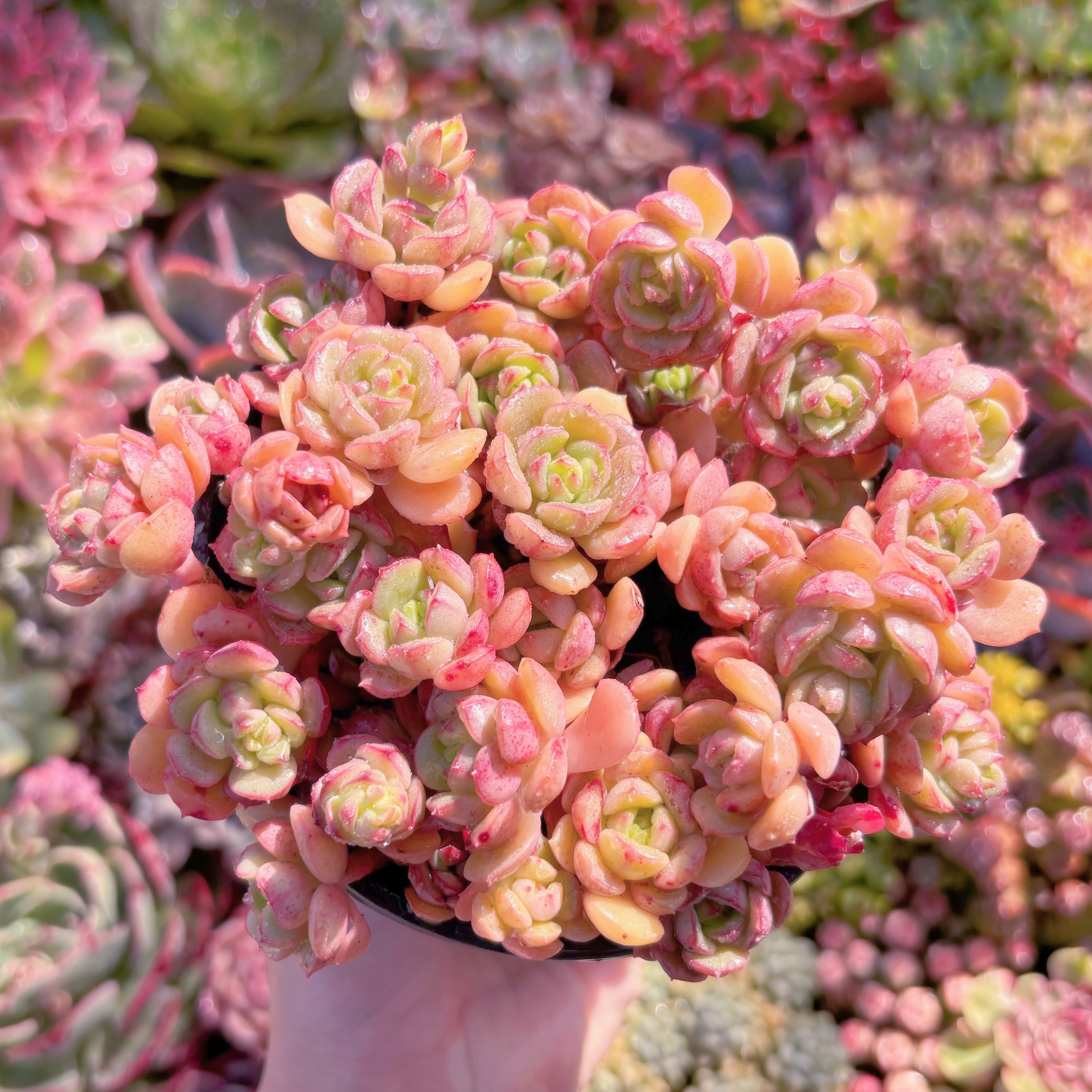 現品　Echeveria 'Victor'#096　るる農園