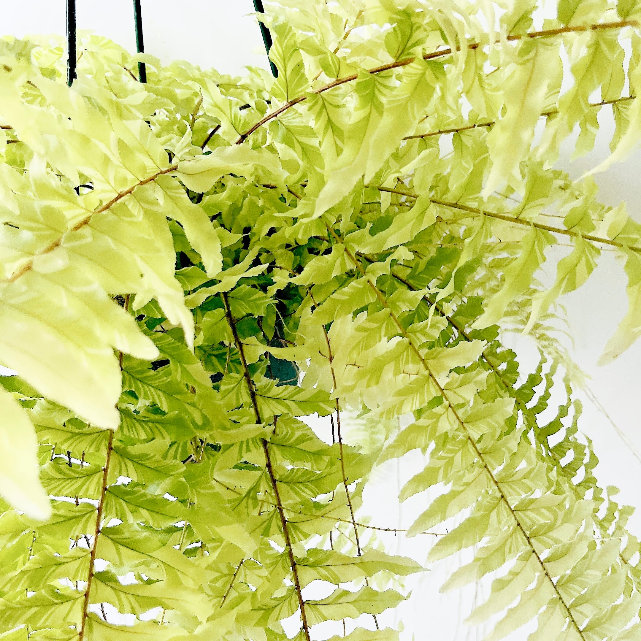 【一点限定】ネフロレピス タイガー ハッピーマーブル ハンギング 希少 観葉植物 ハッピーマーブル 観葉植物＊ 限定品】ネフロレピス タイガー ハッピー