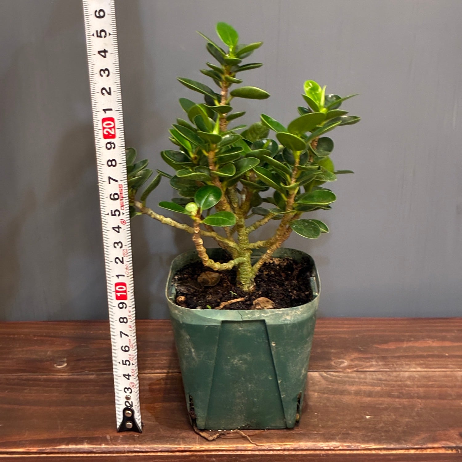 新着3日限定10%OFF】パンダガジュマル【808】 | PROTOLEAF プロトリーフ
