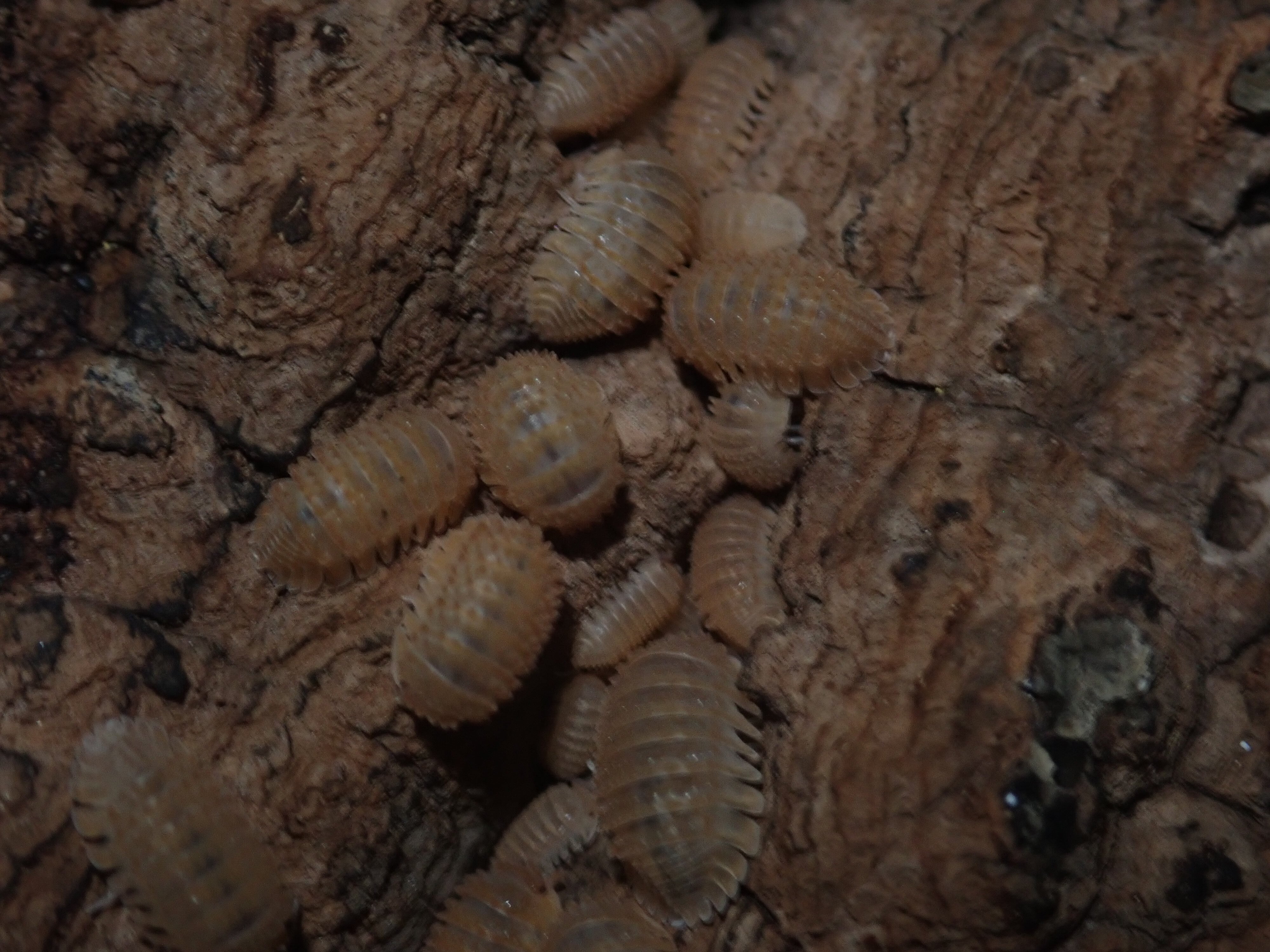 ムリカタム 5匹 ダンゴムシ | Bug Bug bugs 【奇蟲専門店】