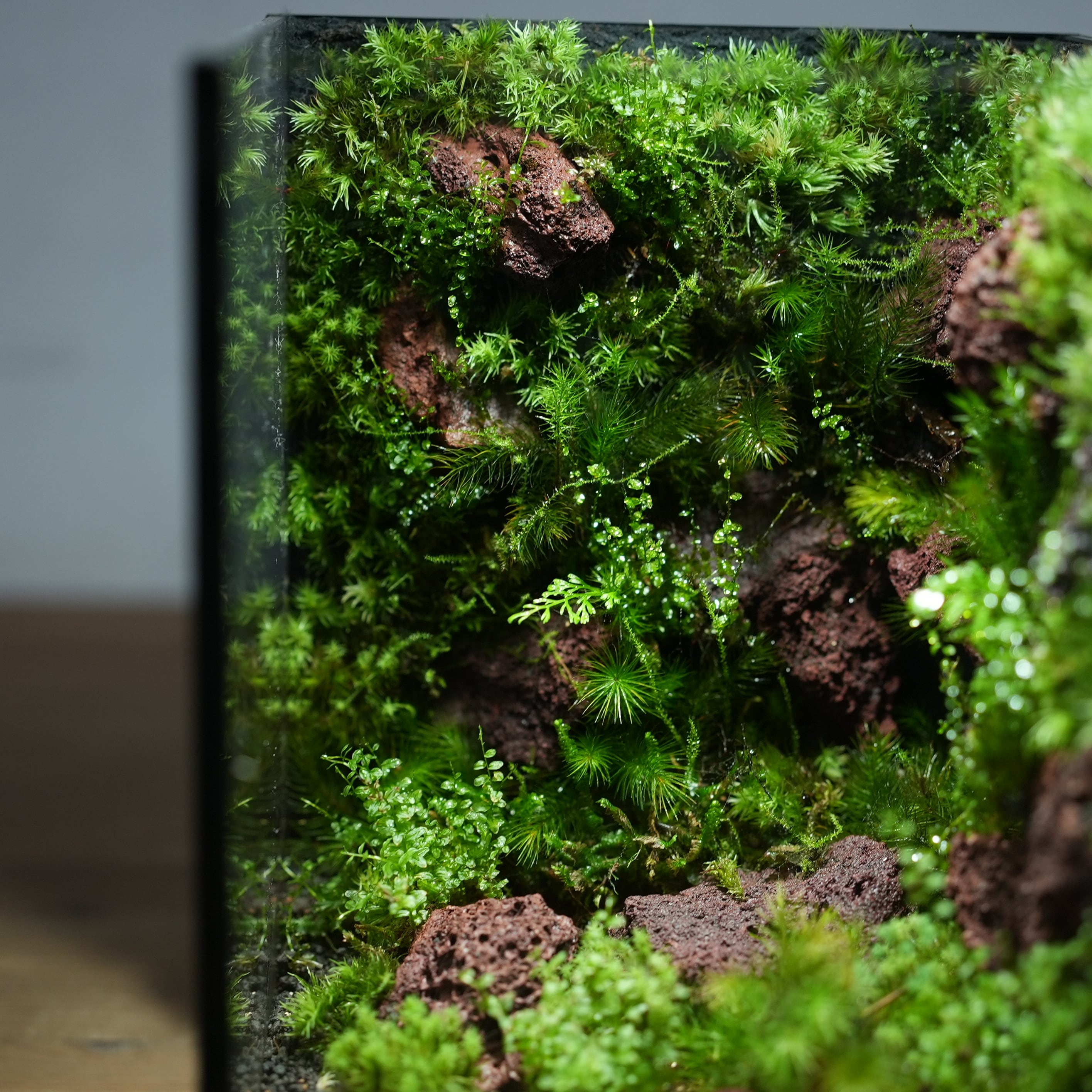 苔の部屋◇限定作品 5.22#3 | 苔テラリウム専門ショップ道草