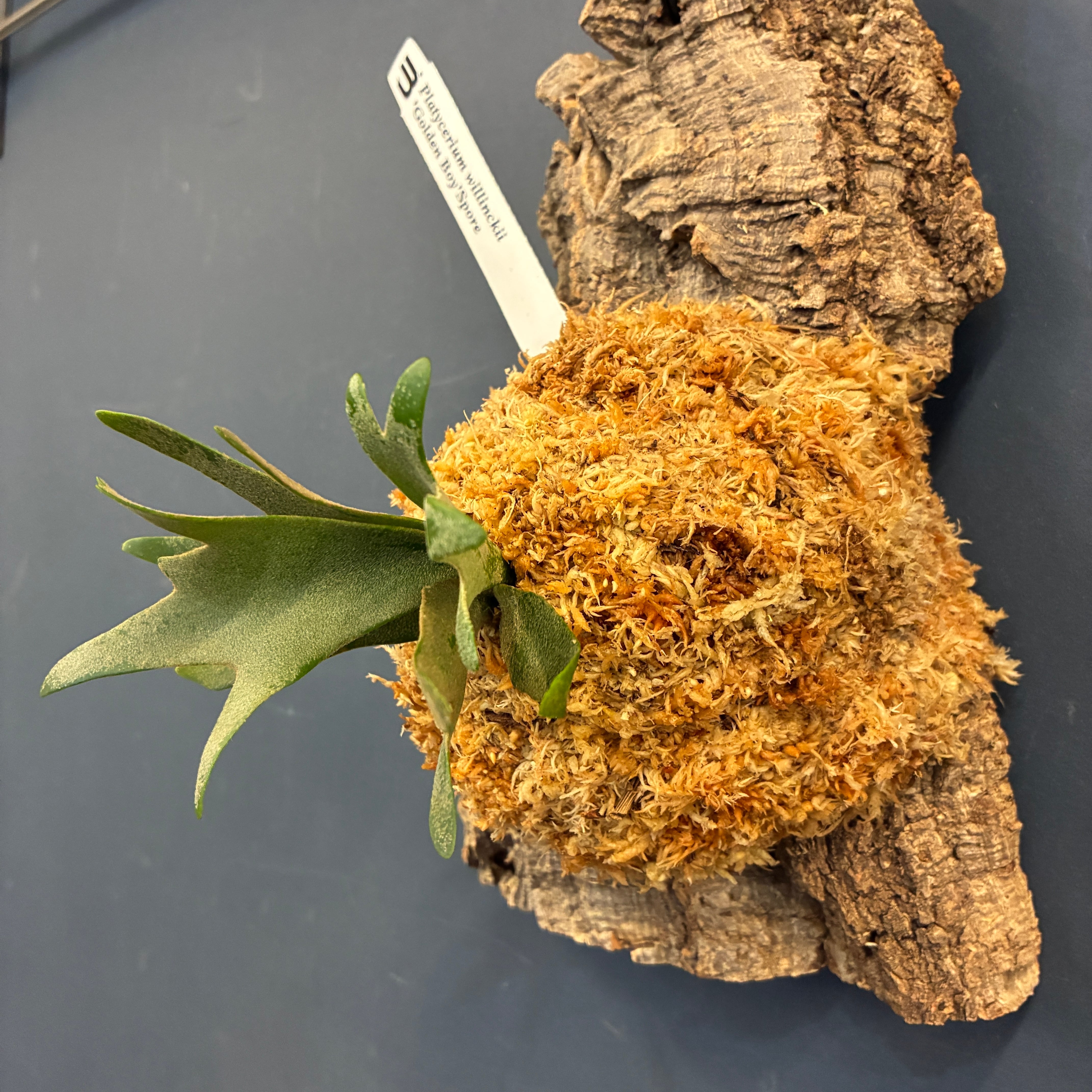 UJ】ビカクシダ P. willinckii 'Golden Boy' Spore 板付け (コルク