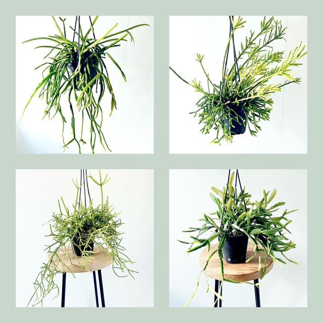 【春の限定】エスキナンサス2種セット｜特別価格 送料無料