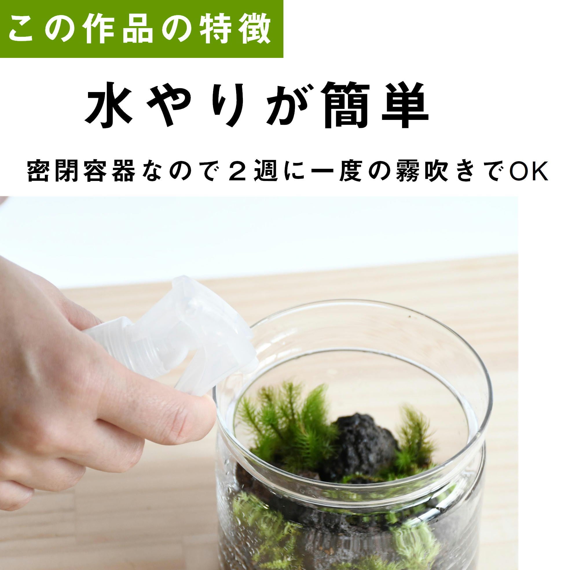 苔の森の贈り物】苔景キャニスター／水引付き ◇縁起の良い贈り物 | 苔