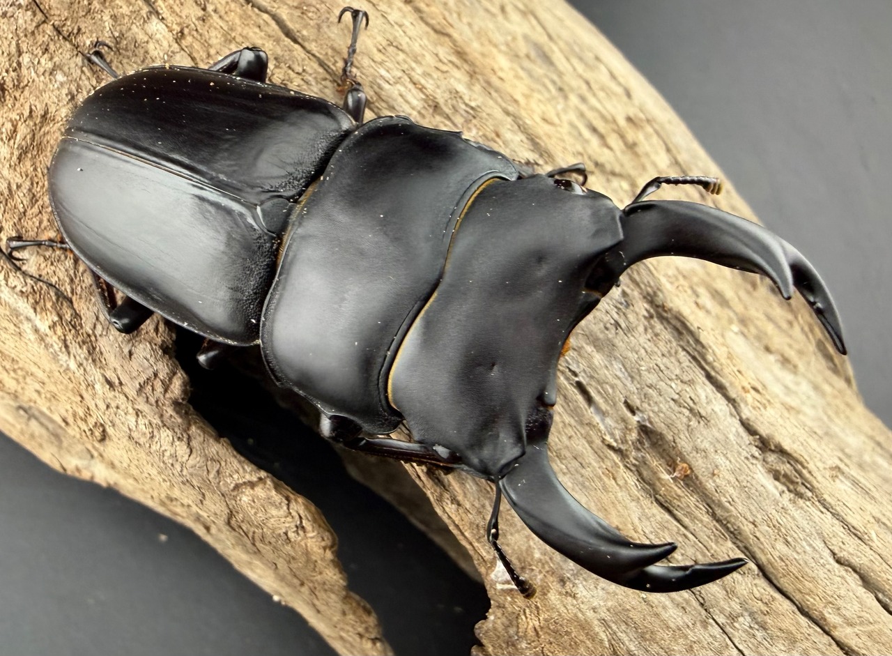 【大鍬箱】2026 New Year HAPPY BOX（お得箱） 77,777