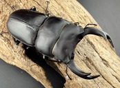 【大鍬箱】2026 New Year HAPPY BOX（お得箱） 77,777