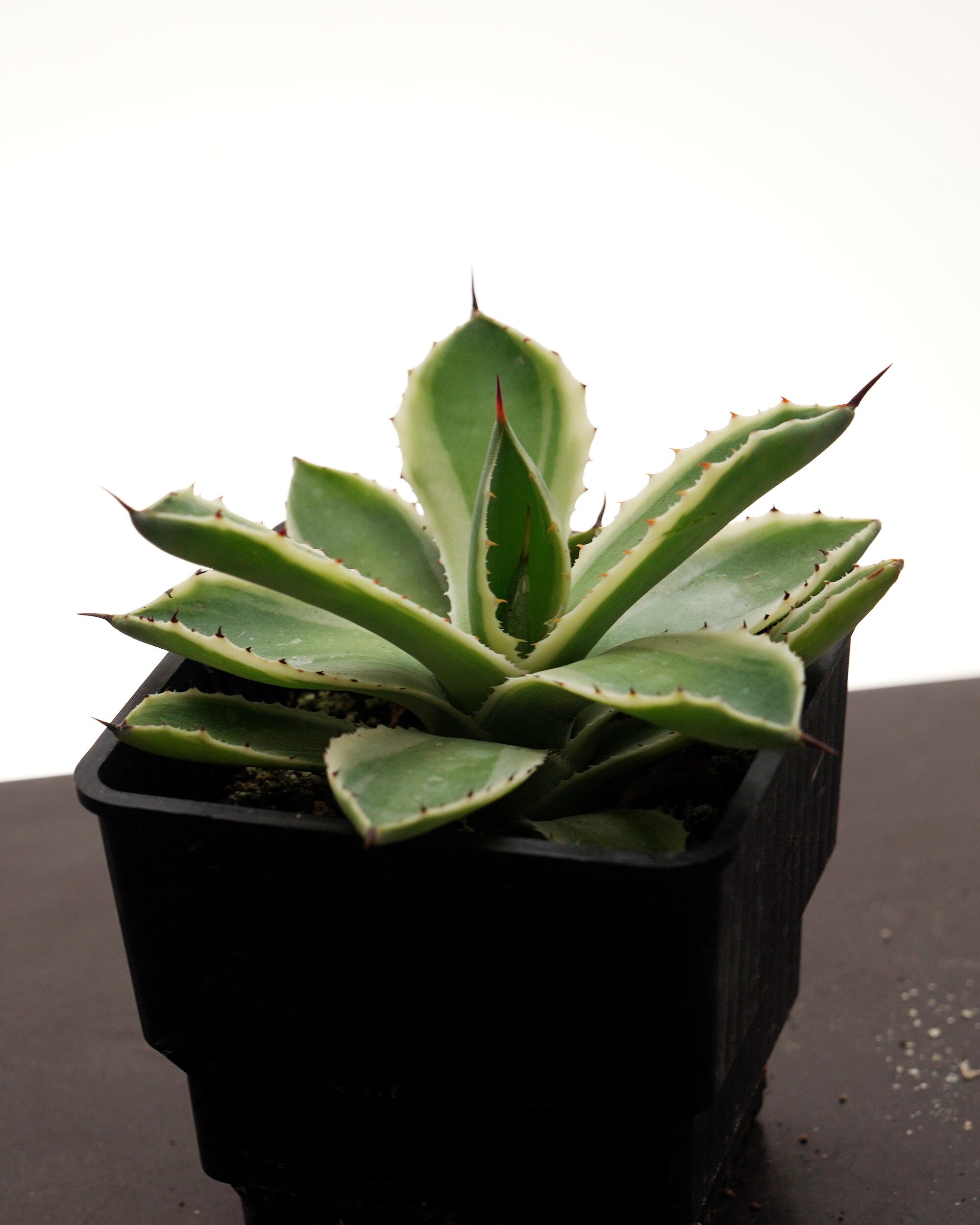 t*i様 アガベ パリー・トルンカータ ‘オリザバ’ 抜き苗 極上美株 コレクタ t*i様 アガベ パリー・トルンカータ 'オリザバ' 抜き苗 極上美株