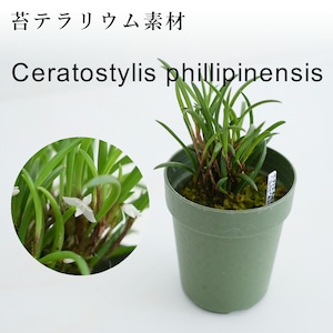 セラトスティリス“フィリピネンシス” Ceratostylis phillipinensis【着生系ラン科植物・着生向け】苔テラリウム作製用素材