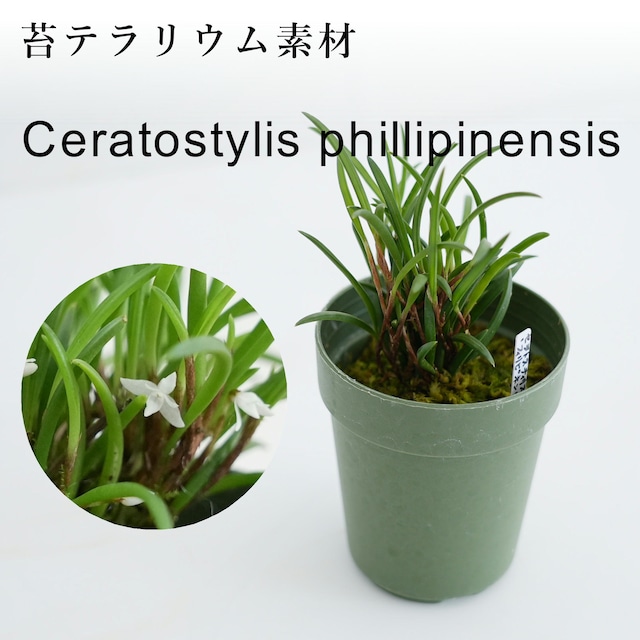 セラトスティリス“フィリピネンシス” Ceratostylis phillipinensis【着生系ラン科植物・着生向け】苔テラリウム作製用素材