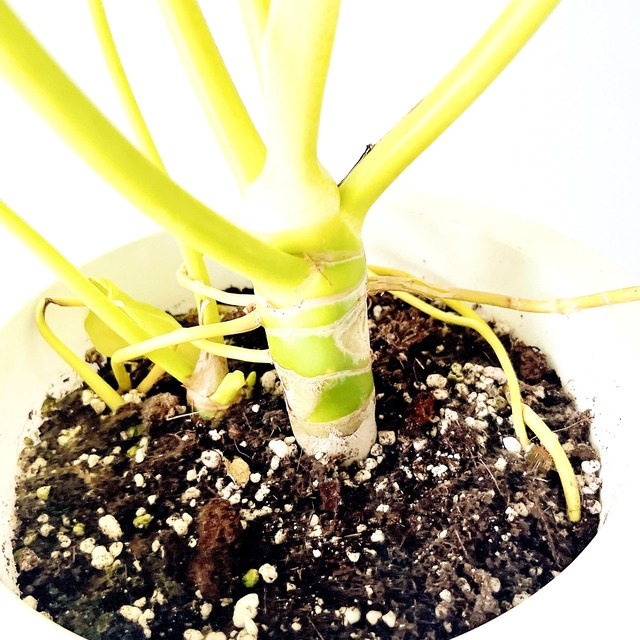 光を纏うリーフ セロームゴールド 観葉植物 calm cafe