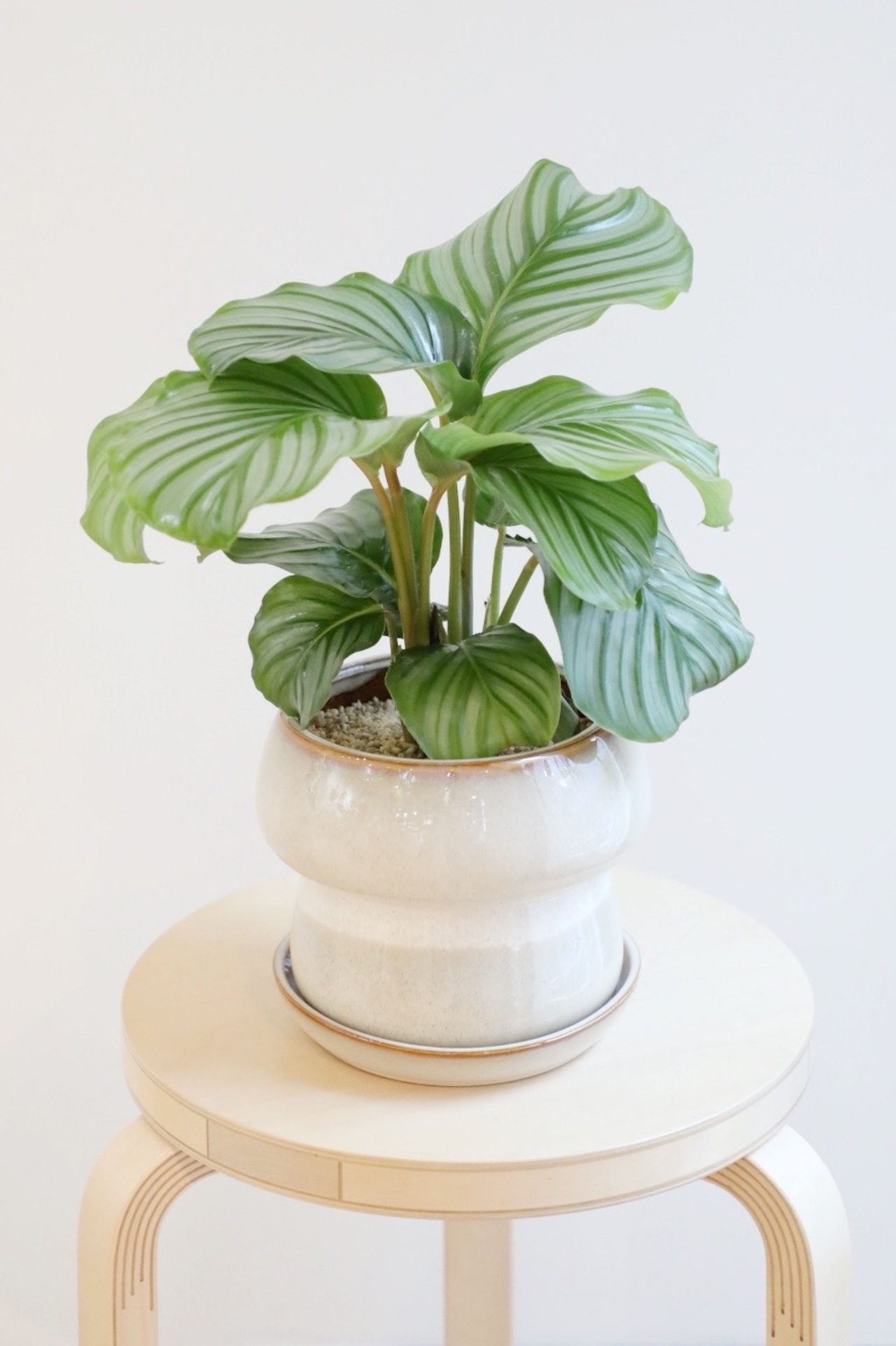 【M】カラテア オルビフォリア/Calathea