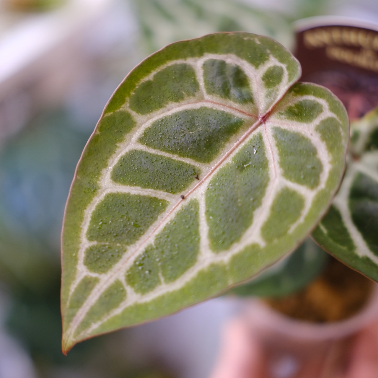 【希少】Anthurium 'Michelle' by DOC BLOCK⑤ / アンスリウム・ミシェル│観葉植物