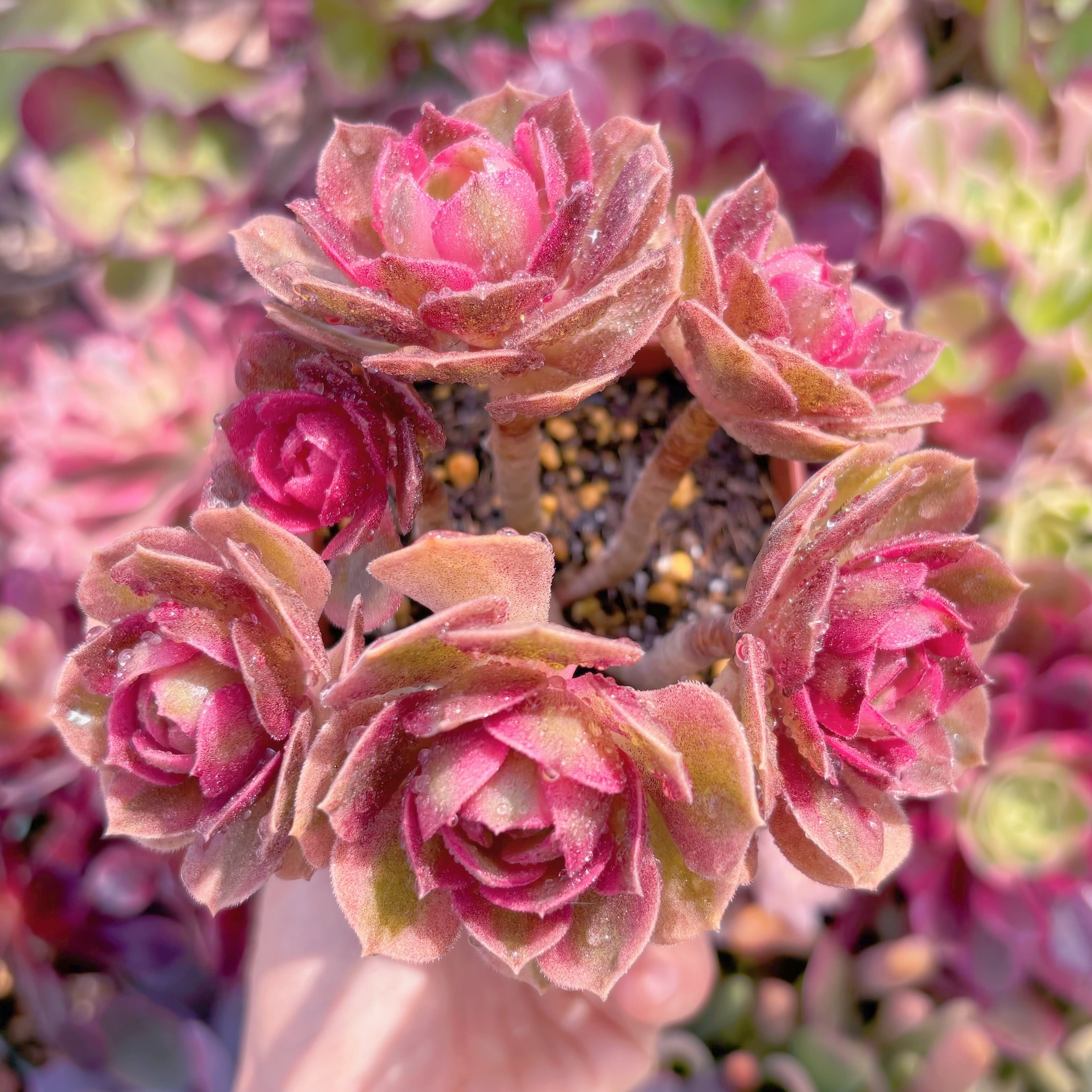 現品　ハロウィン白錦#B11　群生　新入荷　るる農園