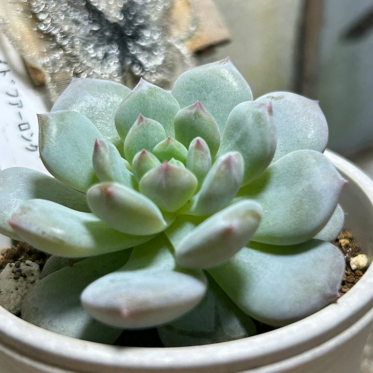 ジェイドファーロング | RuPo 多肉植物専門店