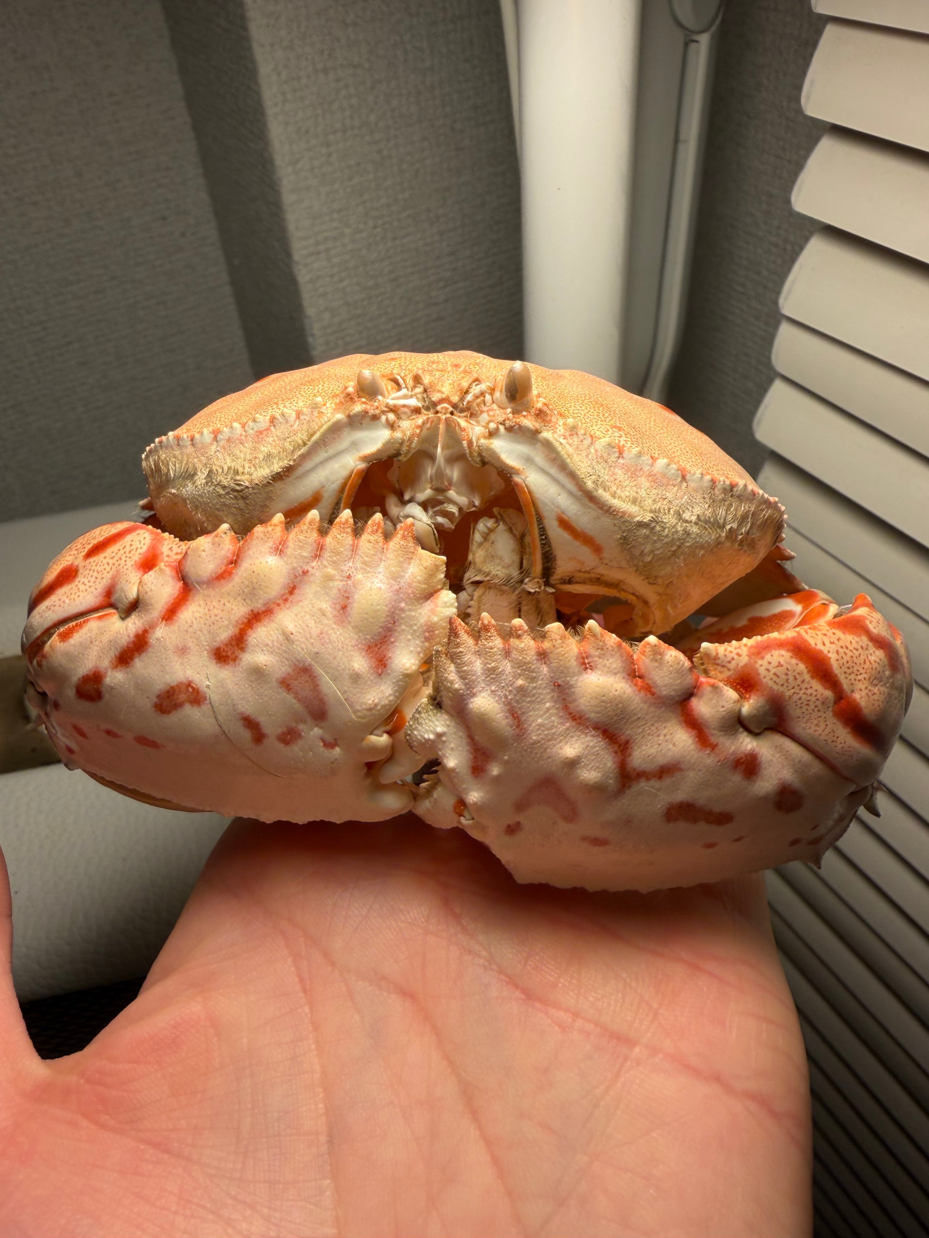 蟹味噌を食べるときの参考になるマルソデカラッパ ？ 標本 甲殻類 エビ