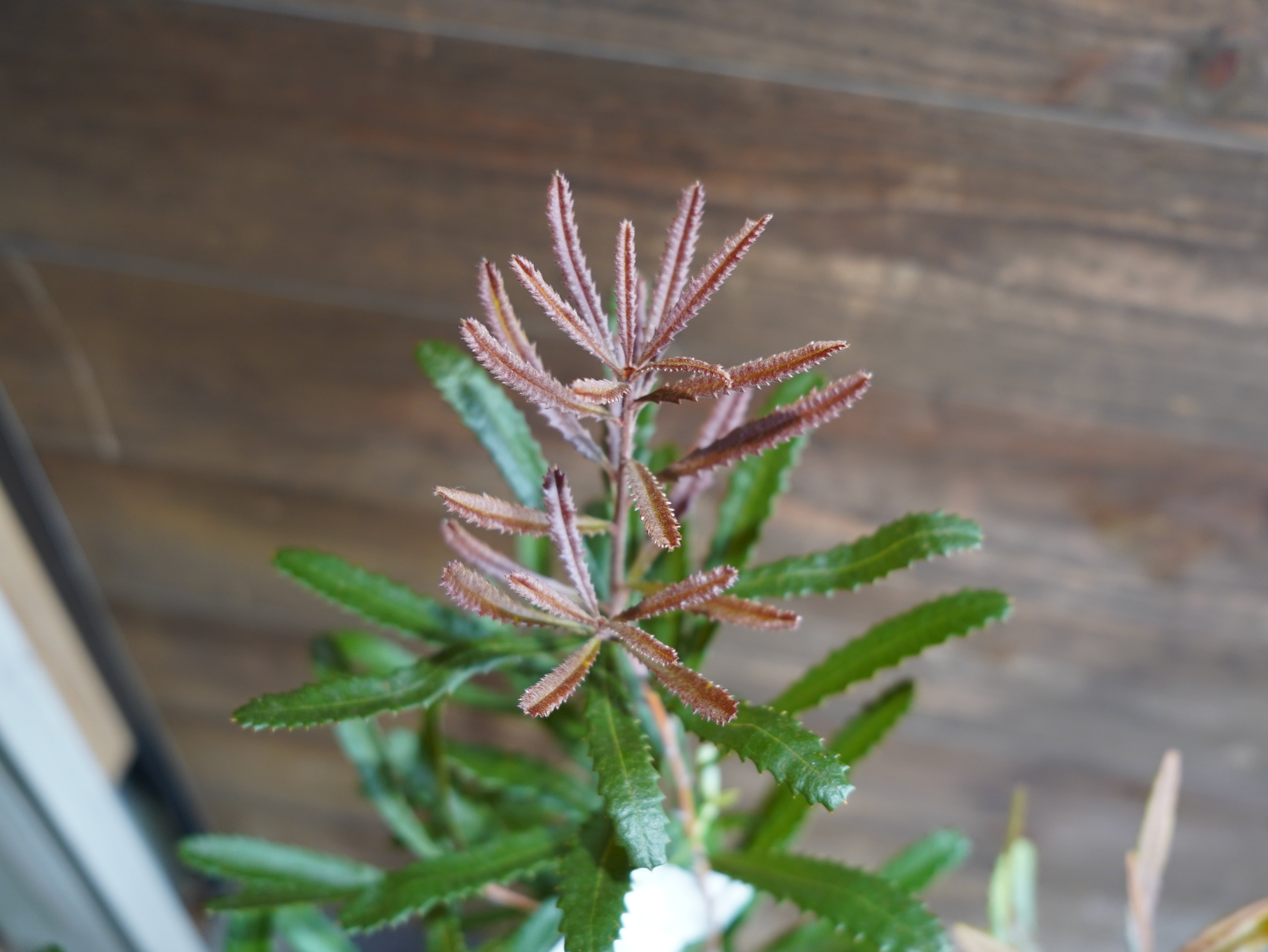 【現物】バンクシア　”オブロンギフォリア”　A