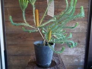 【現物】バンクシア ”リトルエリック” B 花芽付