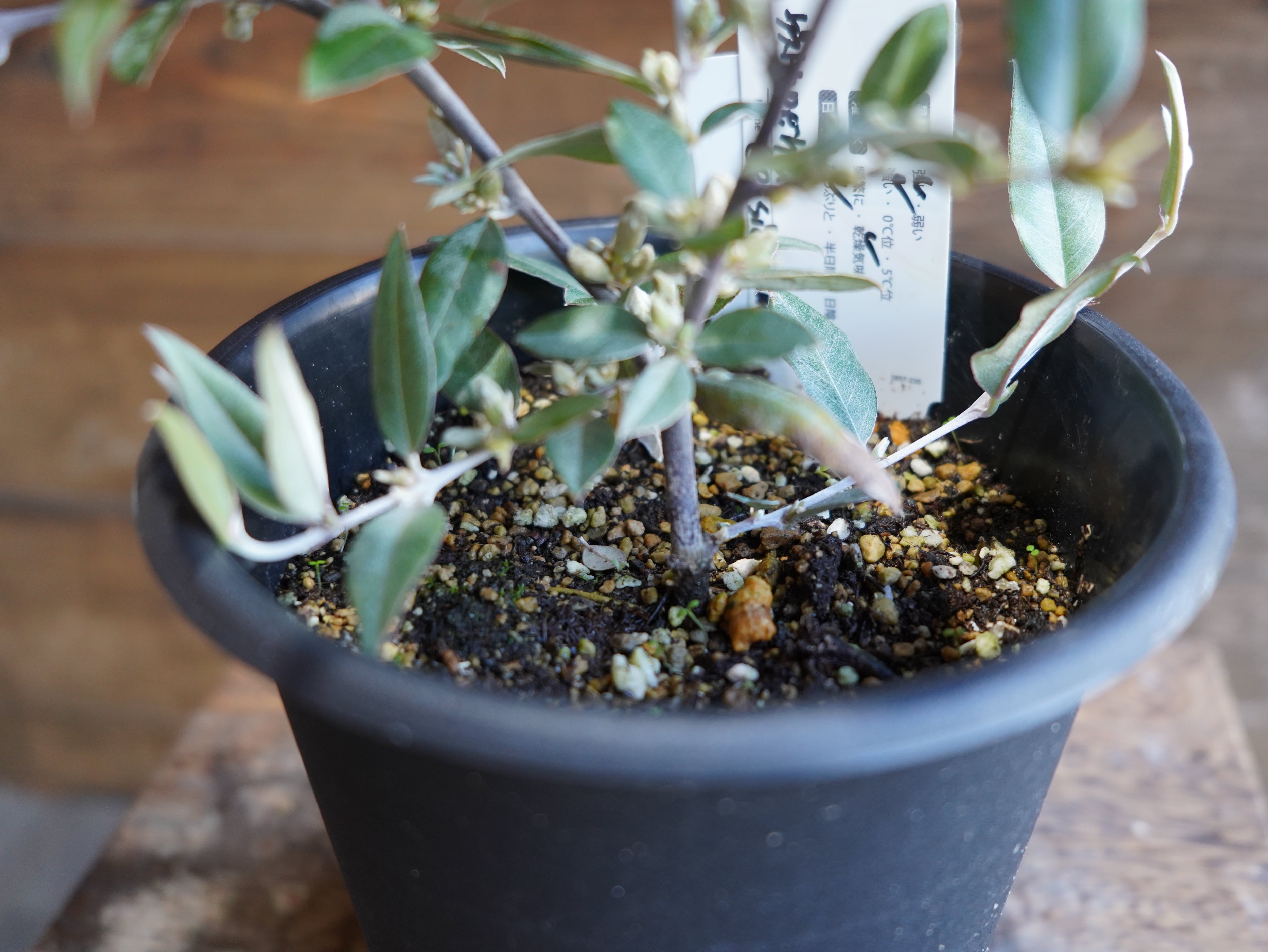 【現物】ガストロロビウム セリセウム ”レッドスター” B