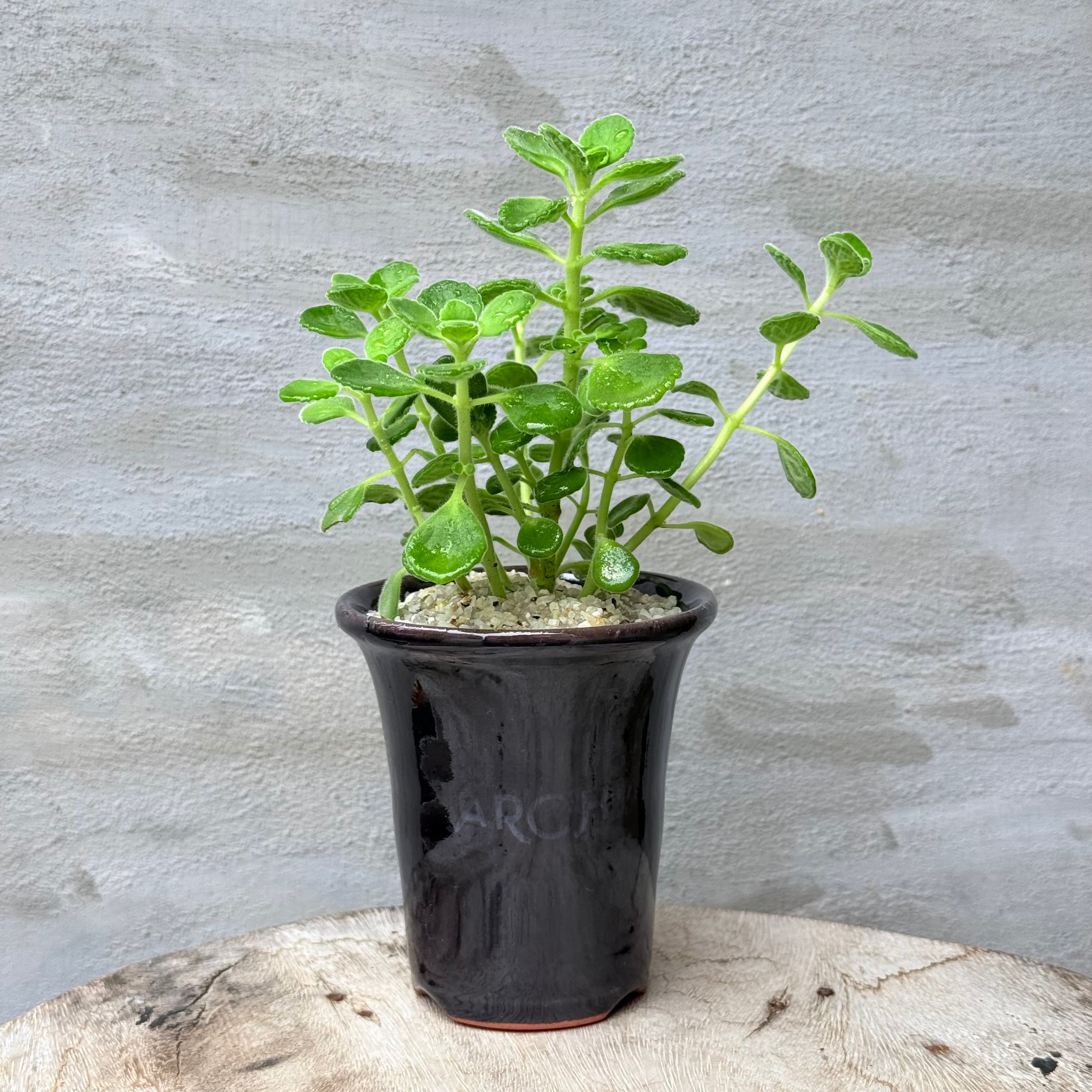 A-PLANTS