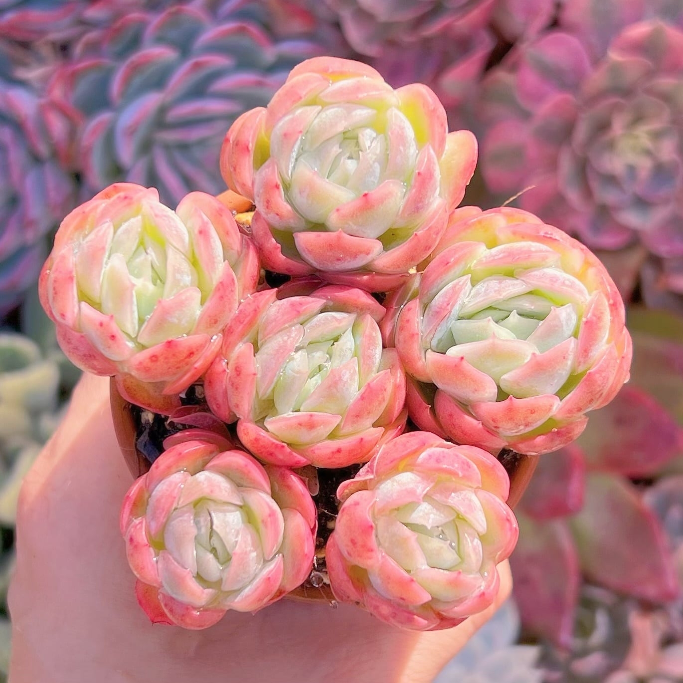 現品　クリームベリー#863　るる農園