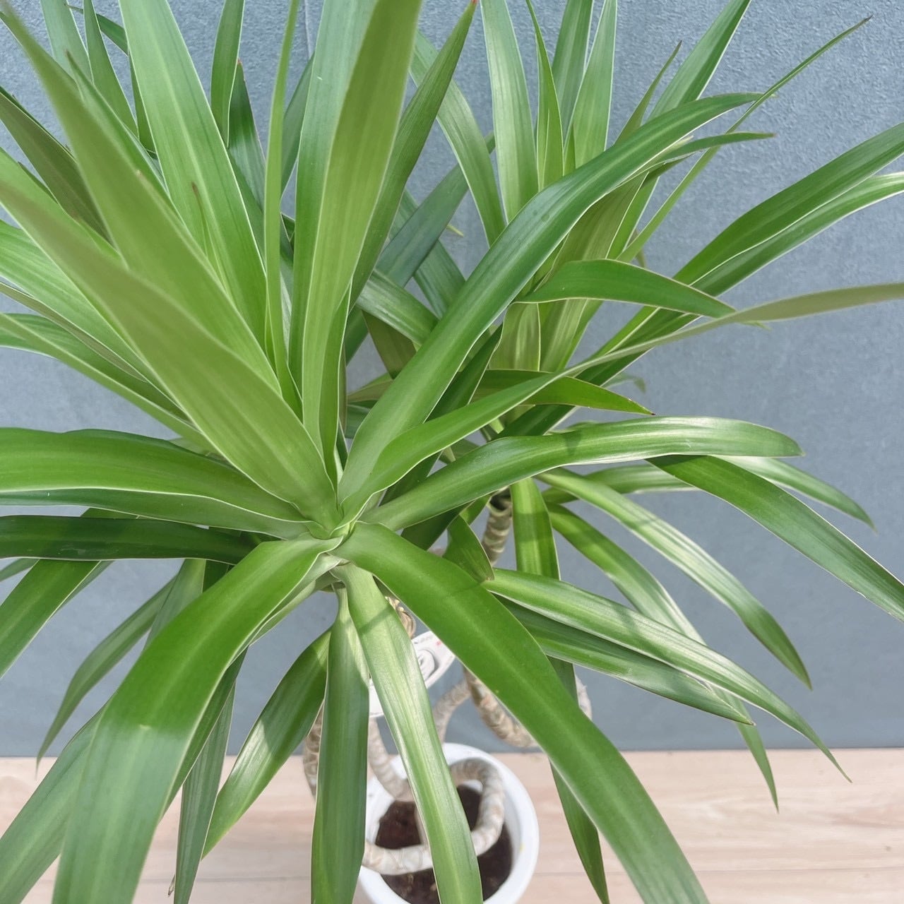 現品］【希少】9番 ドラセナ ナビー 龍 6号 観葉植物 大型 室内 レア