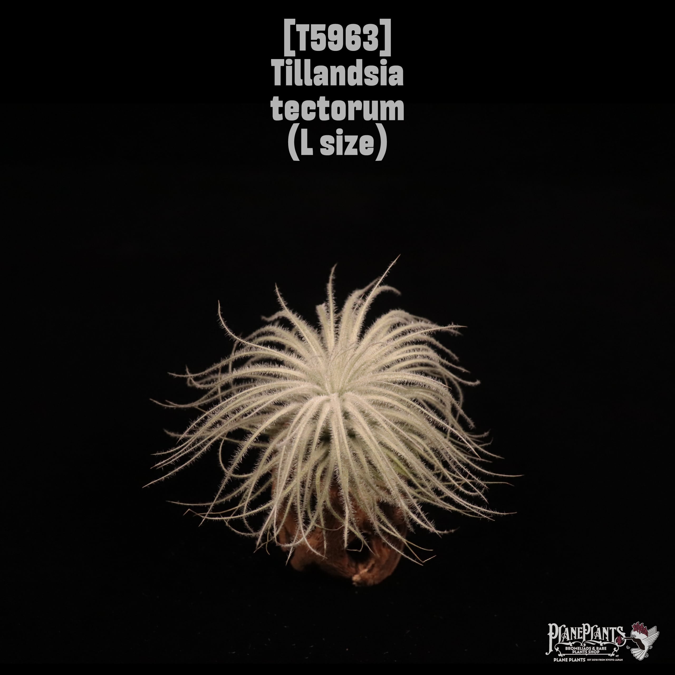 Tillandsia tectorum L〔ティランジア〕T5963