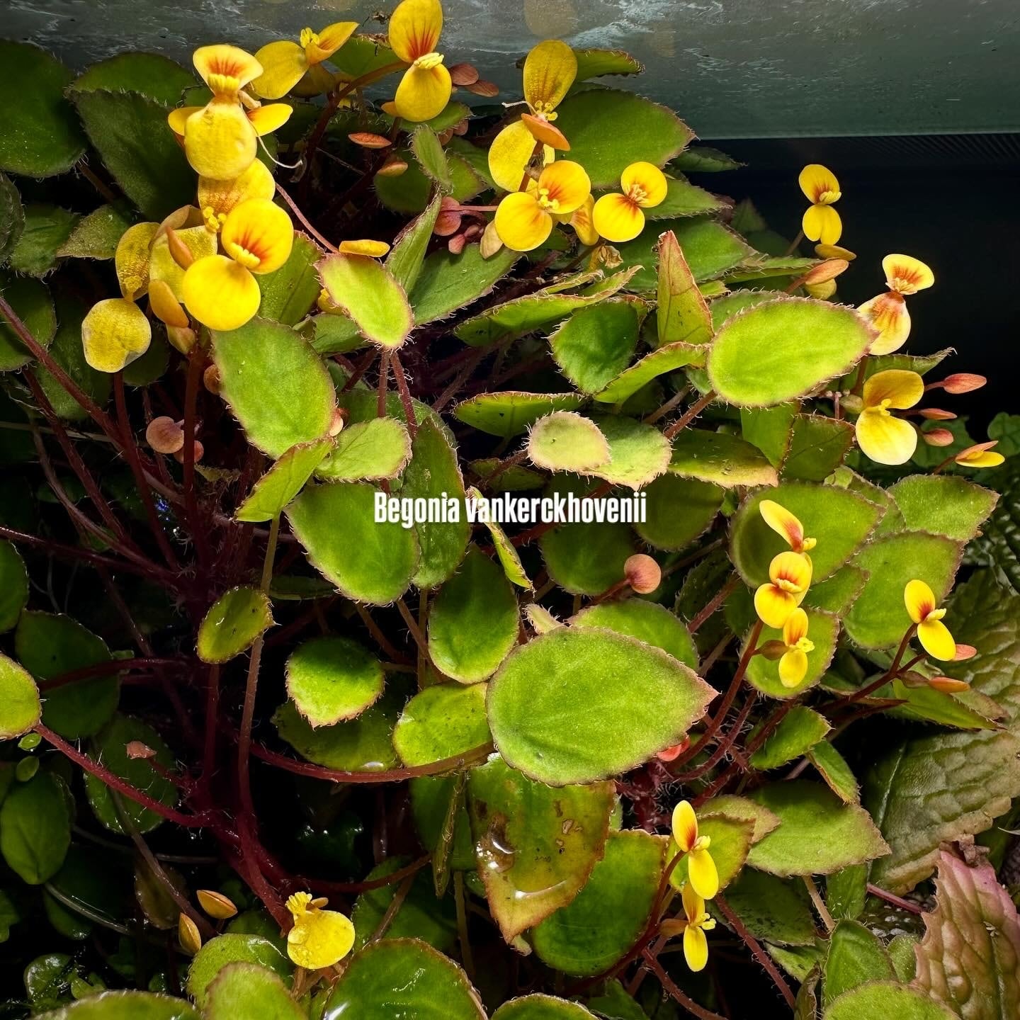 Begonia murina | ベゴニア専門 オンラインショップ