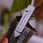 Anthurium Papillilaminum Guna Yala x Forgetii Dark⑥│観葉植物